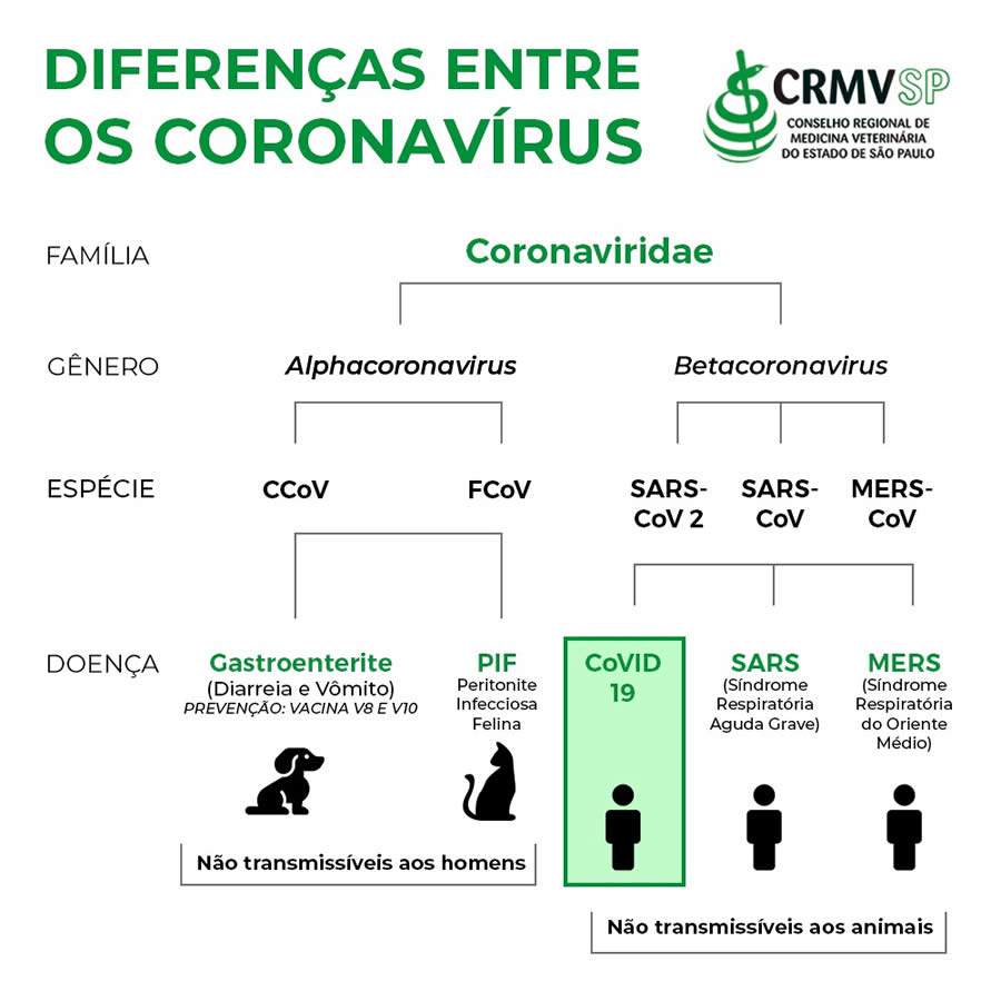 Coronavírus: pets não transmitem para humano - Arte: Apex Agência
