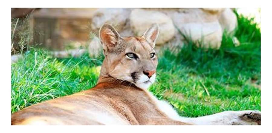 On&ccedil;a-parda Mima