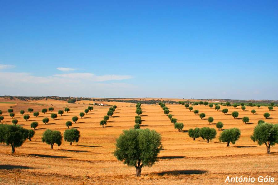 &Aacute;rvores de sobreiro - cr&eacute;dito Turismo do Alentejo