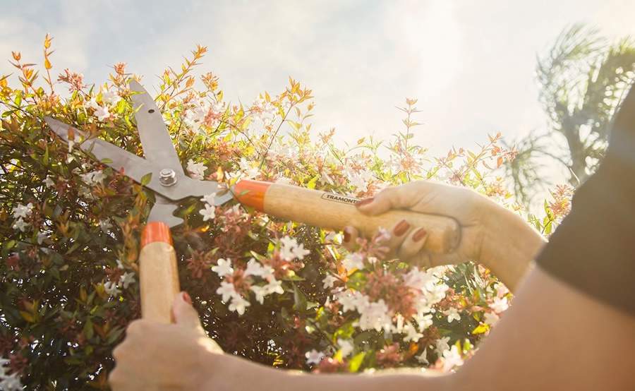  Tesoura de cerca-viva/grama &eacute; ideal para o desbaste e acabamento (Divulga&ccedil;&atilde;o/Tramontina)