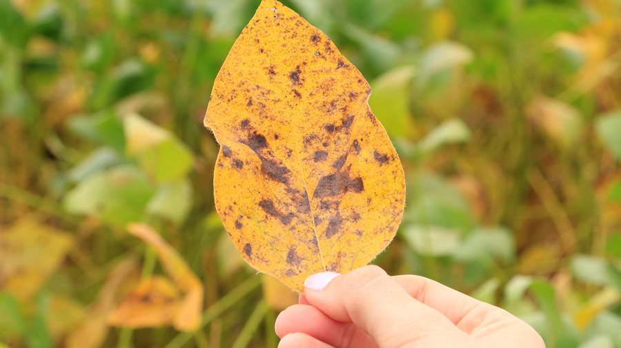Sintoma de cercospora - Mônica Müller