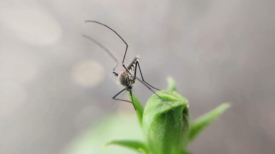 Mosquitos têm hábitos peculiares e conhecê-los pode ajudar no seu combate. Crédito: Aravind K por Pixabay