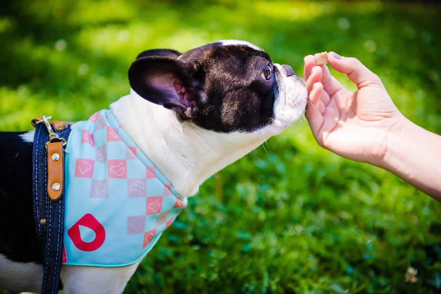 Sa&uacute;de &eacute; que interessa: pets seguem pr&aacute;tica saud&aacute;vel dos tutores e passam a fazer uso de suplementos alimentares