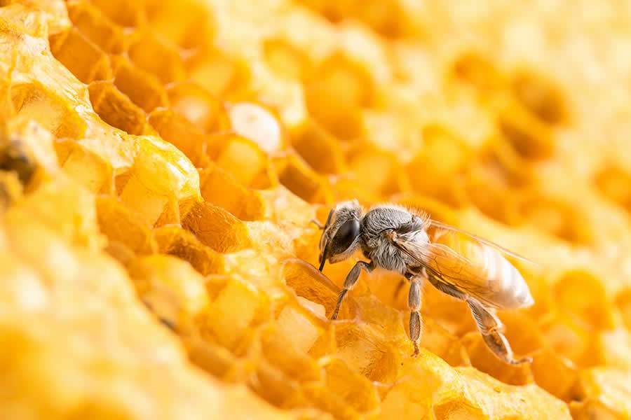 Sindiveg incorpora ações e estrutura do Movimento Colmeia Viva, que integra produção de alimentos e proteção das abelhas