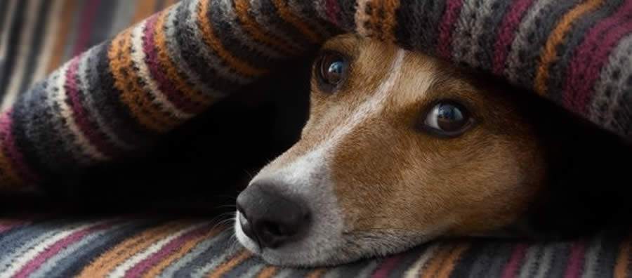 Doenças de Inverno em Cães