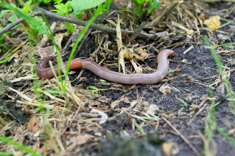 Controle de ervas daninhas pode ser sustentável
