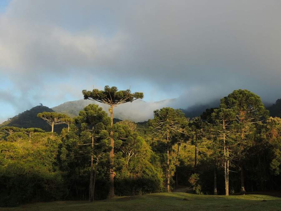 Dia da &Aacute;rvore: Projeto Conex&atilde;o Mata Atl&acirc;ntica destina R$ 226 mil para o plantio de mudas nativas e restaura&ccedil;&atilde;o de 10 hectares