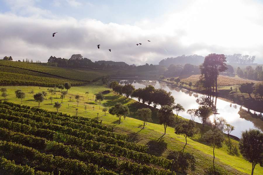 Legenda: Aurora Extra Brut Pinto Bandeira e Gioia Sur Lie Nature, da Vin&iacute;cola Aurora, fazem parte da DO Altos de Pinto Bandeira, exclusiva para espumantes. Uvas s&atilde;o cultivadas a 730 metros de altitude e bebidas s&atilde;o elaboradas pelo m&eacute;todo tradicional. - Cr&eacute;ditos: Vin&iacute;cola Aurora, divulga&ccedil;&atilde;o