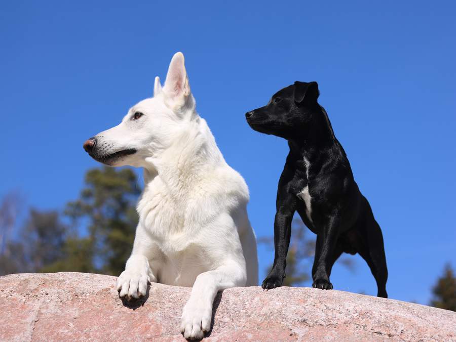 Al&eacute;m da coceira, doen&ccedil;as transmitidas por carrapatos podem ser fatais para c&atilde;es