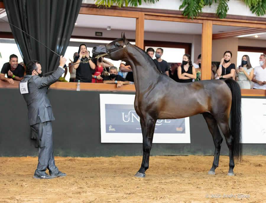 Prova de Halter , campeão Cavalo Jovem Nacional 2020 - Andre Shiwa /ABCCA 