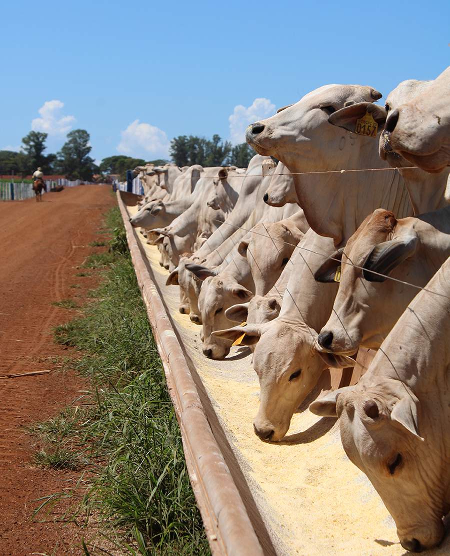 MCassab-bovinos-Voce-sabe-o-que-e-leitura-de-cocho-Pratica-que-ajuda-a-aumentar-a-eficiencia-produtiva-de-bovinos-de-corte-terminados-em-confinamento-foto-shutterstock