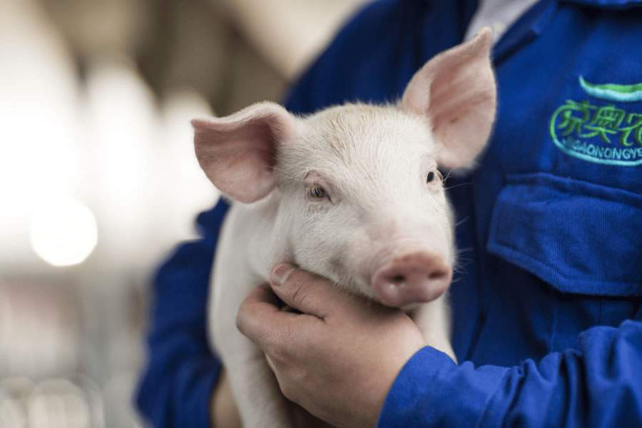  Divulga&ccedil;&atilde;o Zoetis