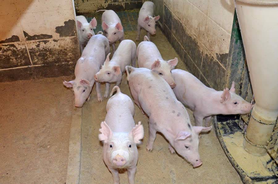 Suínos em família - Embrapa Suínos e Aves - Foto Monalisa Pereira 