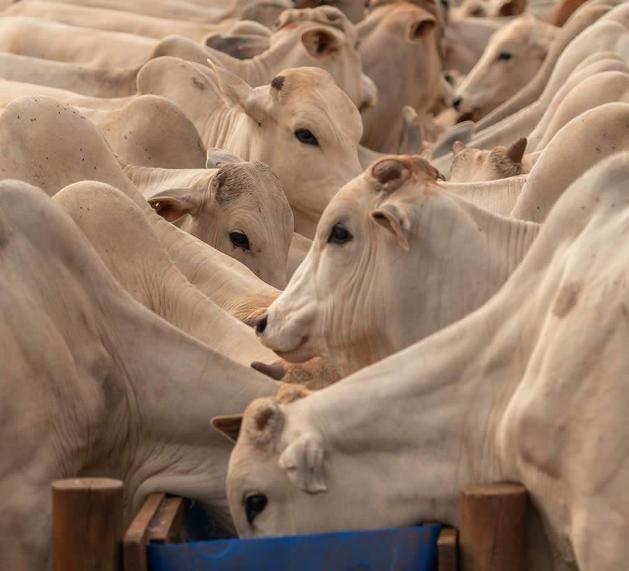 Interação entre pasto e suplementação mineral determina desempenho dos bovinos nas fazendas