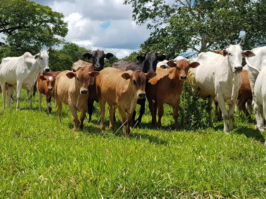 Associa&ccedil;&atilde;o Internacional de Criadores de Montana auxilia produtores com sele&ccedil;&atilde;o criteriosa do rebanho