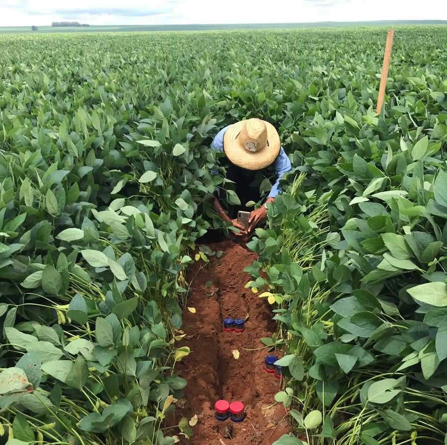 Dados foram coletados no início deste ano. Fonte: Divulgação/Sumitomo Chemical.