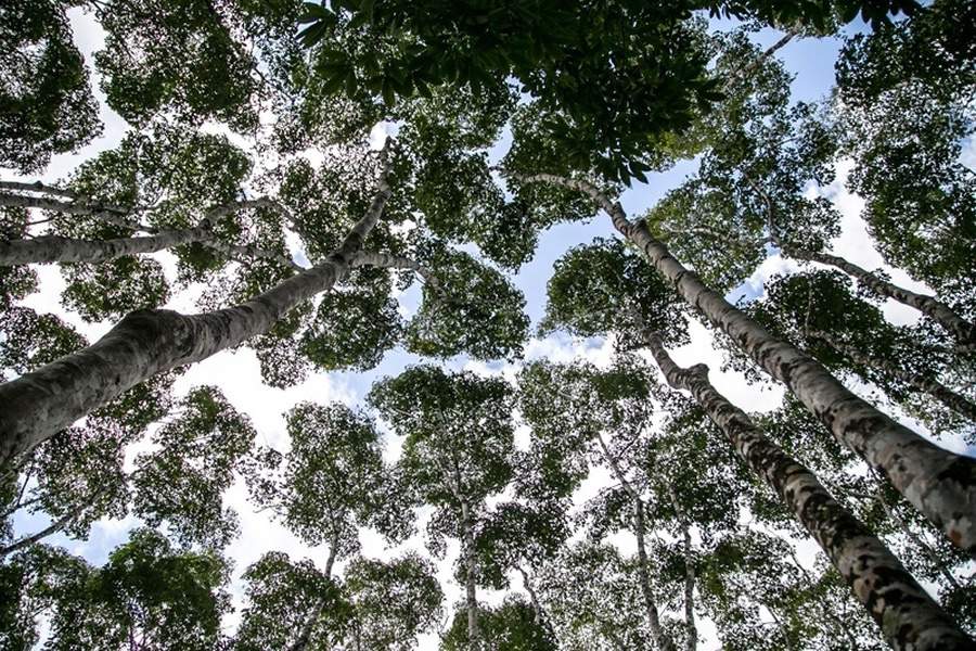 Reserva Ecol&oacute;gica Michelin ser&aacute; ampliada em 30%