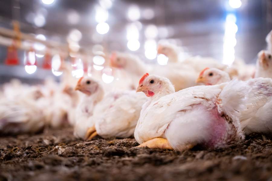 Cascudinho é responsável por mais da metade dos quadros de salmonelose em frangos de corte