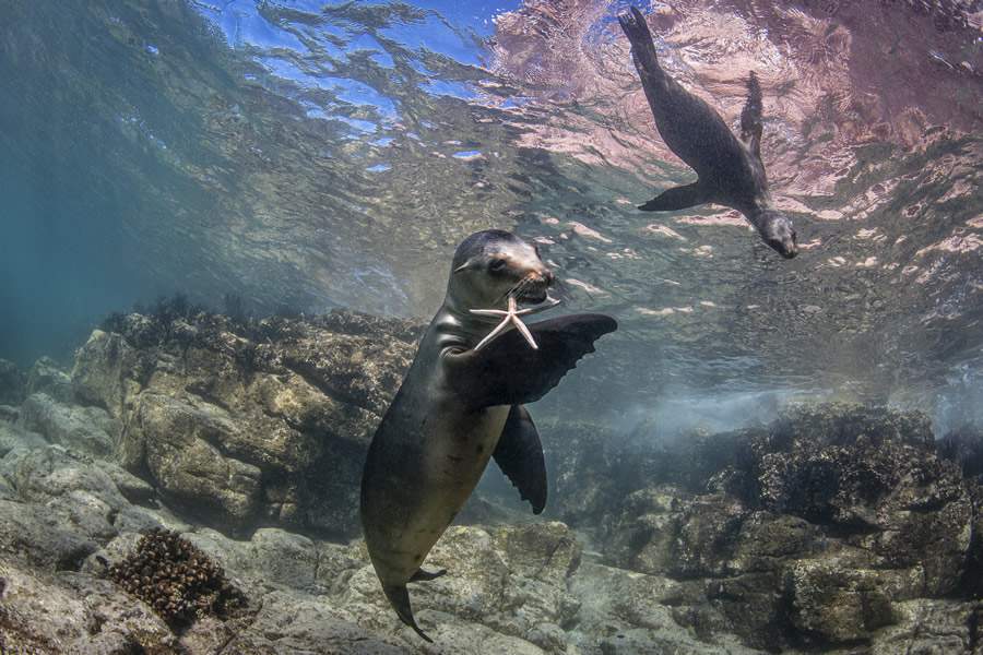 Le&otilde;es Marinhos, Los Islotes, La Paz - Fabi Fregonesi