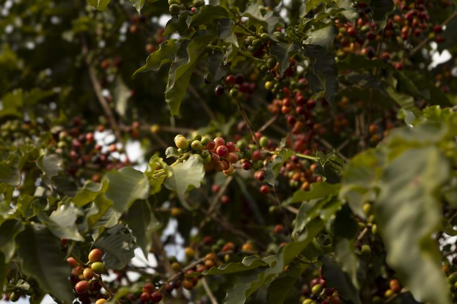 Em campanha inédita, Nespresso celebra Brasil como referência em qualidade e sustentabilidade no café.