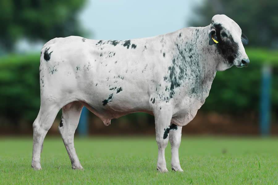 Alta conquista liderança no Programa de Melhoramento Genético da raça Girolando (PMGG)