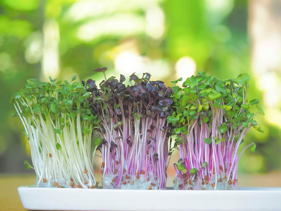 Fáceis de plantar em casa: conheça os microverdes