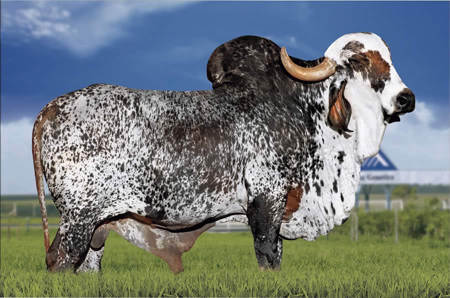 Raça Gir Leiteiro perde um de seus grandes raçadores