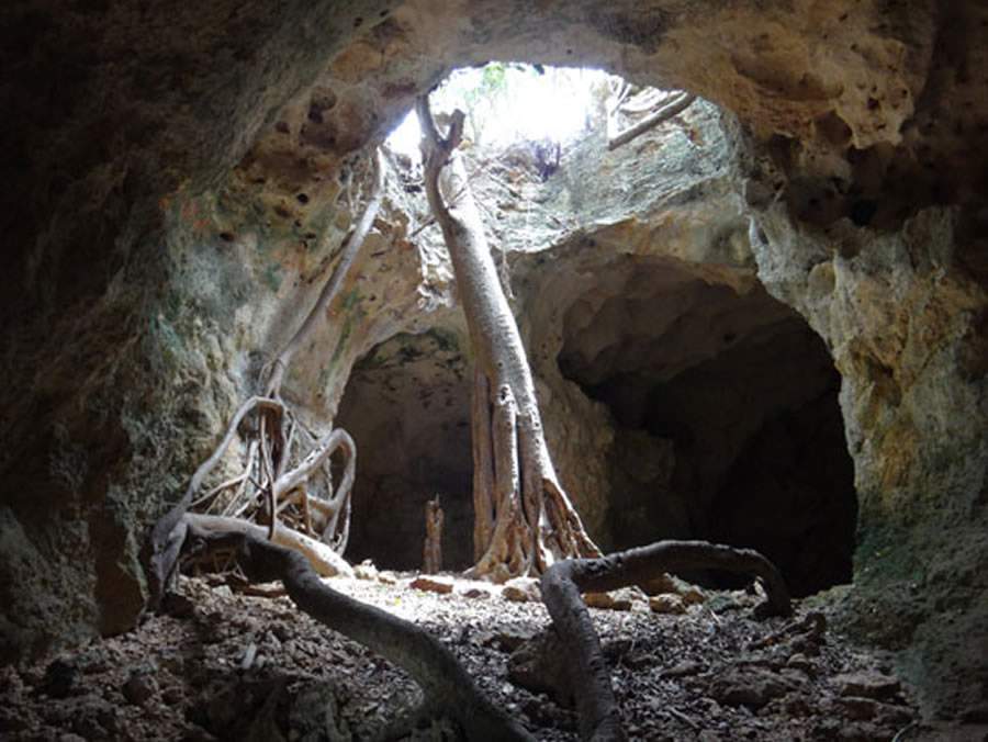 Uma figueira lendária brota da Caverna Cavannagh