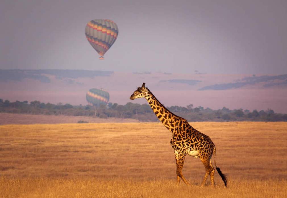 Masai Mara - Quenia - Credito obrigatorio Kenya Tourism Board