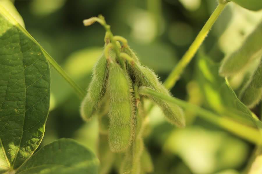 Cr&eacute;dito : Divulga&ccedil;&atilde;o