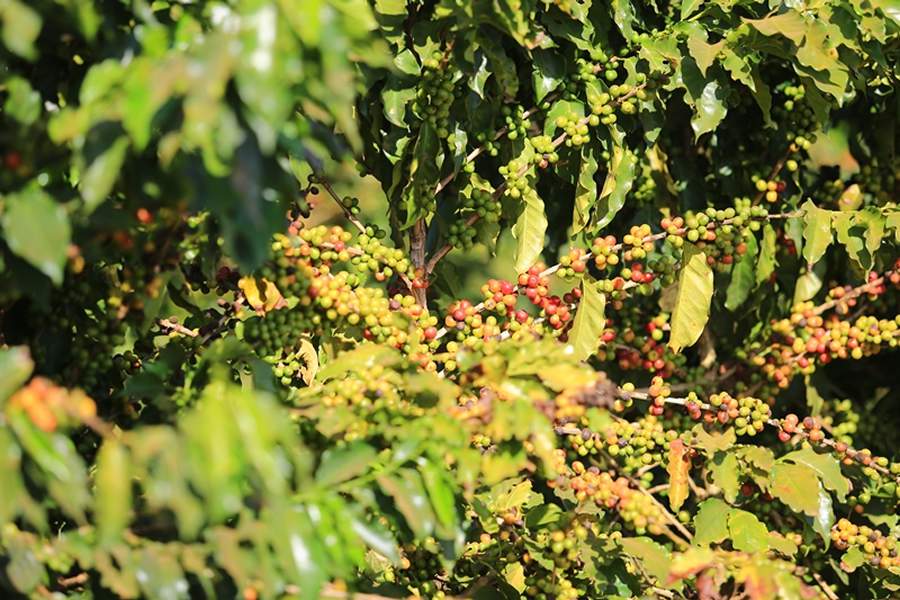 Fungicida com dois ativos protetores previne três doenças de importância econômica para a produtividade do café