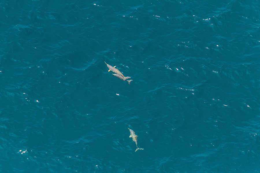 In&eacute;dito podcast de fic&ccedil;&atilde;o ambiental conta a hist&oacute;ria da toninha, o golfinho mais amea&ccedil;ado do pa&iacute;s