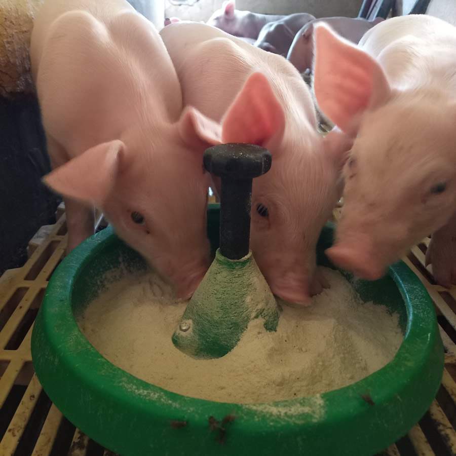 AUSTER-Introducao-de-alimentos-solidos-para-leitoes-deve-ser-gradativa-alerta-especialista-foto-divulgacao-auster