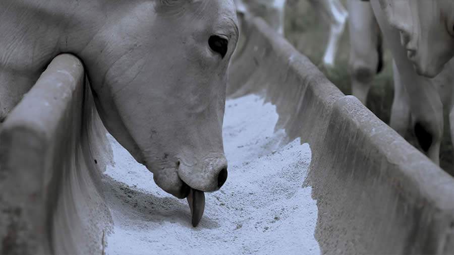 O Aglomerax mantém sua palatabilidade e registra estabilidade de consumo do animal, mesmo quando exposto as chuvas.