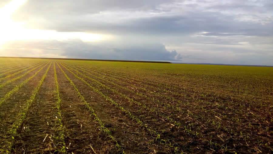 Fazendas de Mato Grosso, Rondônia e Pará formam região com maior produção de soja certificada RTRS do Brasil