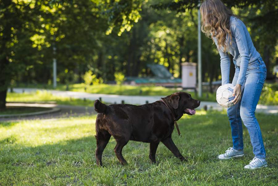  Carrapatos s&atilde;o respons&aacute;veis por doen&ccedil;as graves, tanto em animais como em humanos - Imagem: Freepik