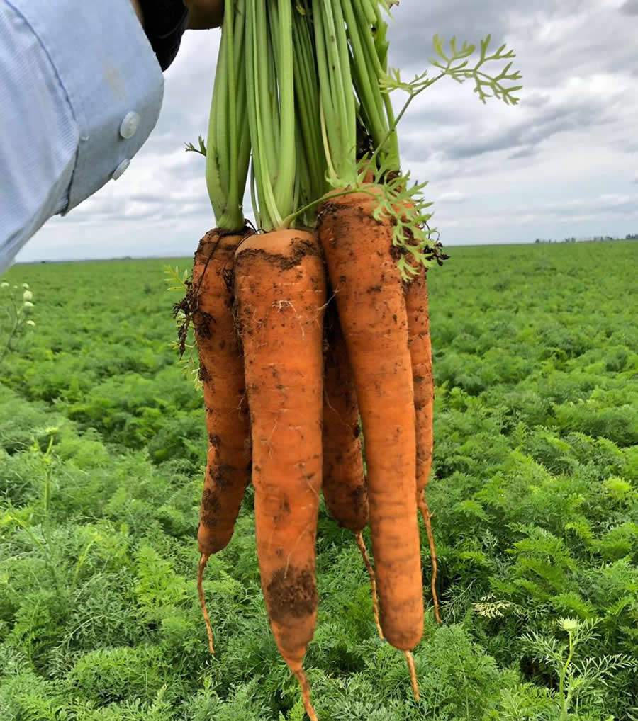Cenouras AGR 123 e AGR125 - Agristar do Brasil