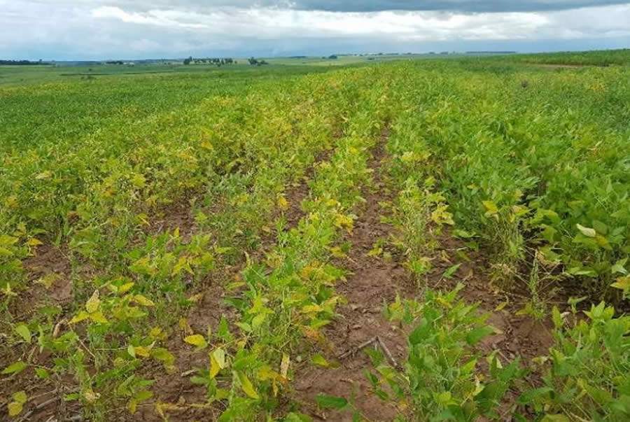 Ocorr&ecirc;ncia de sinistro agr&iacute;cola - Fairfax Brasil/Divulga&ccedil;&atilde;o