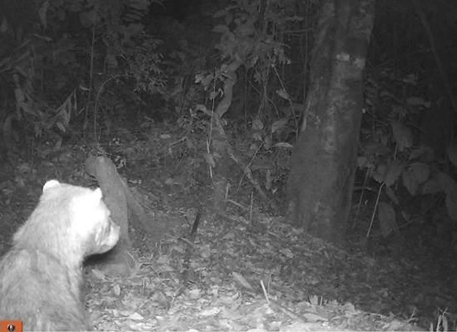 Espécie ameaçada de extinção, cachorro-vinagre é visto pela primeira vez em reserva de Goiás