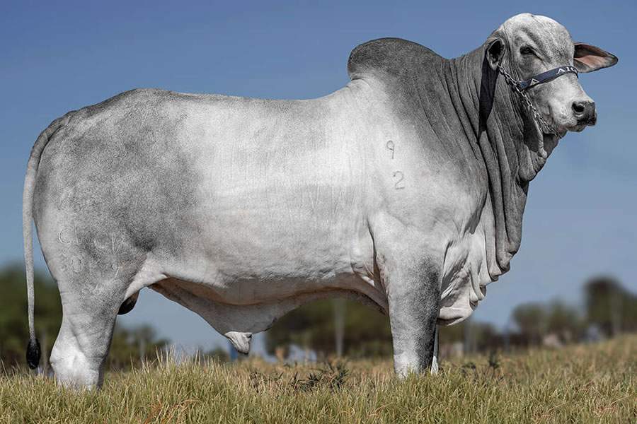 Mais um touro da marca CV conquista o selo Concept Plus