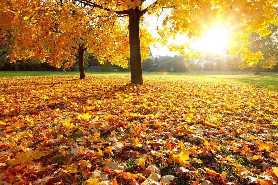 A import&acirc;ncia da limpeza do jardim no outono