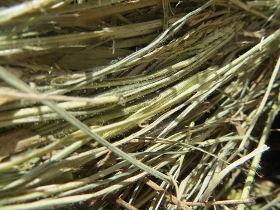 Como evitar que as micotoxinas interfiram na saúde e no desenvolvimento do seu cavalo