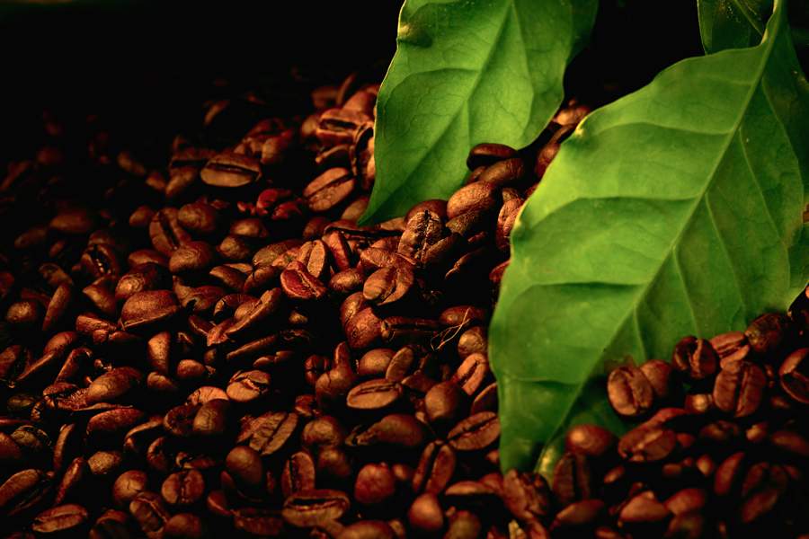 El Niño cria alerta para a cafeicultura: fenômeno aumenta pressão causada por insetos