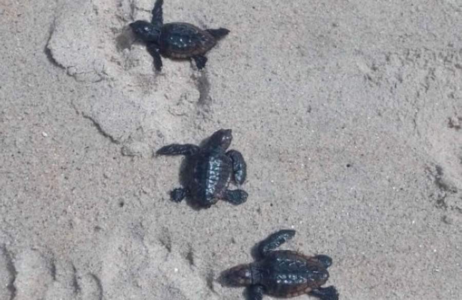 Divulga&ccedil;&atilde;o | Instituto Argonauta