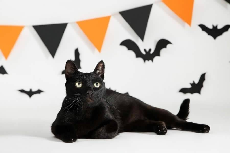 Gatos Pretos e o Halloween: Mitos e Verdades Sobre o Assunto
