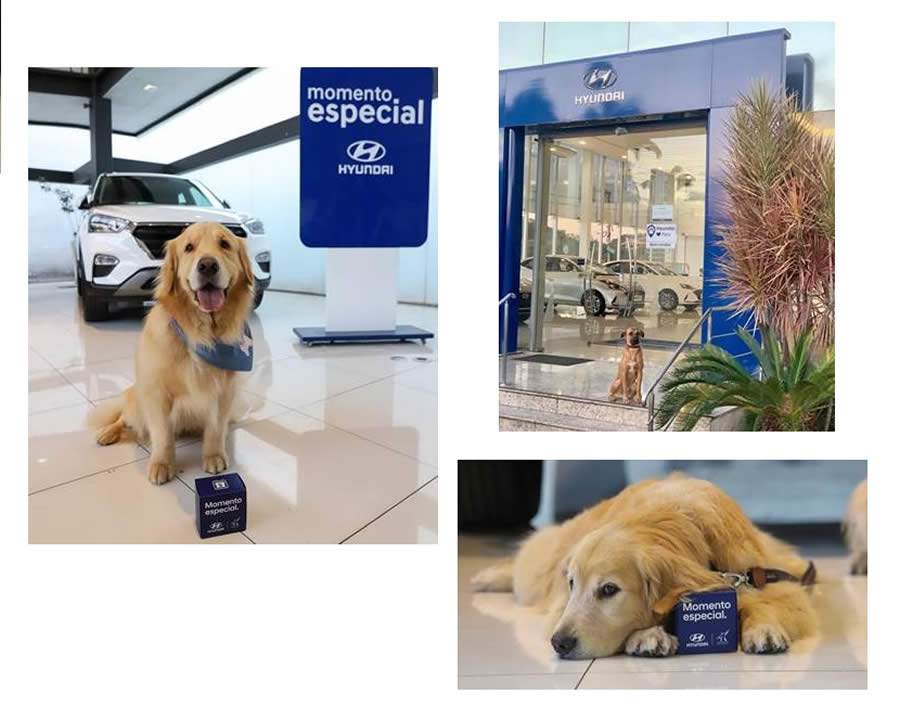 Hyundai apoia expedi&ccedil;&atilde;o pet friendly que vai percorrer cidades do Brasil e da Am&eacute;rica do Sul