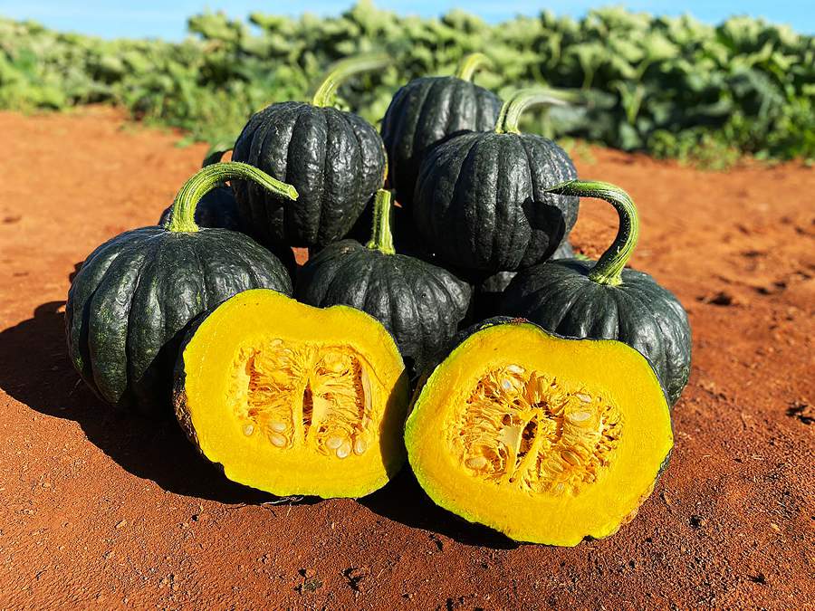 TAKAYAMA-CAPA-MATERIA