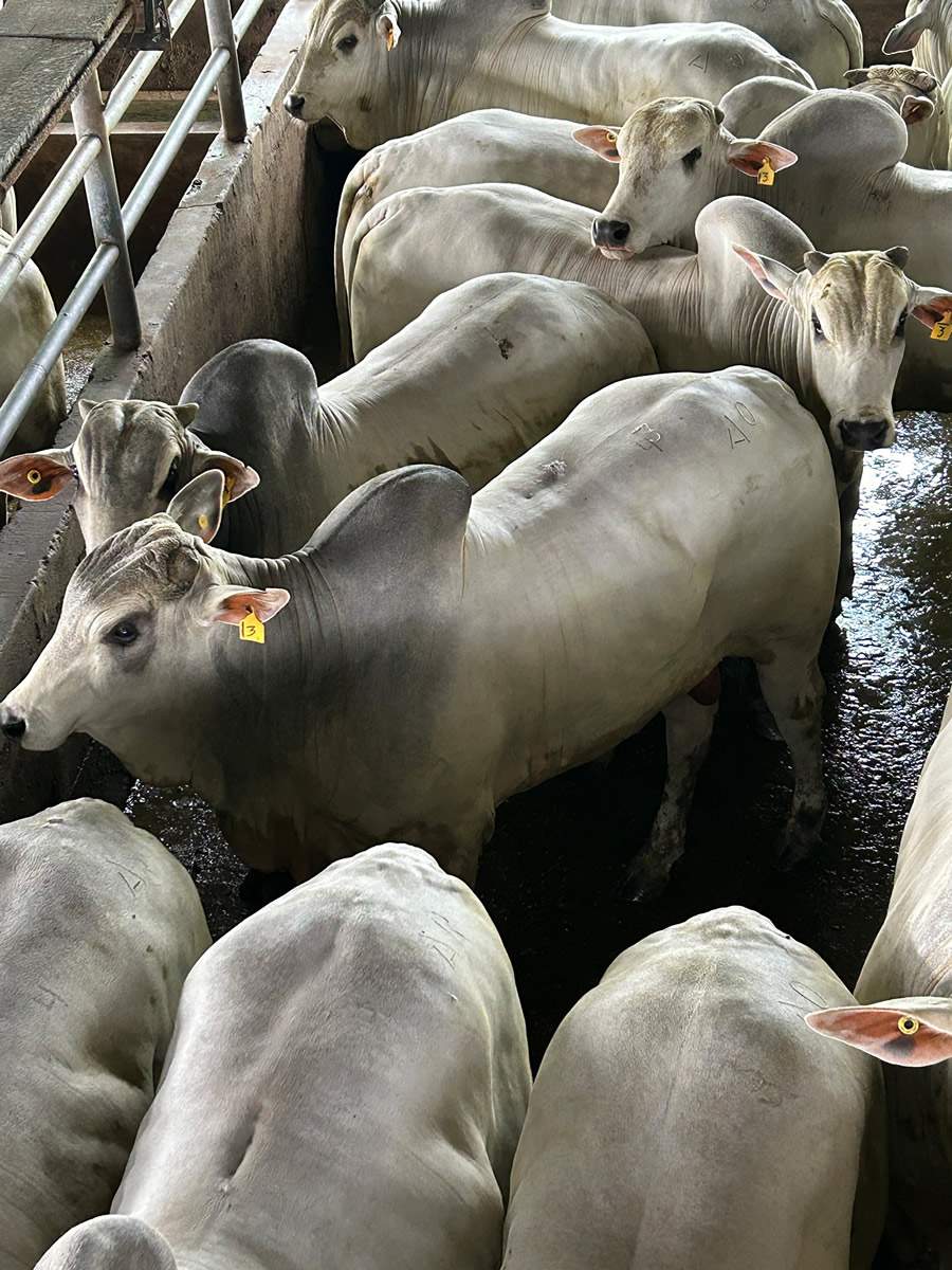 ACNB-Circuito-Nelore-de-Qualidade-chega-a-Sao-Geraldo-do-Araguaia-PA-foto-divulgacao