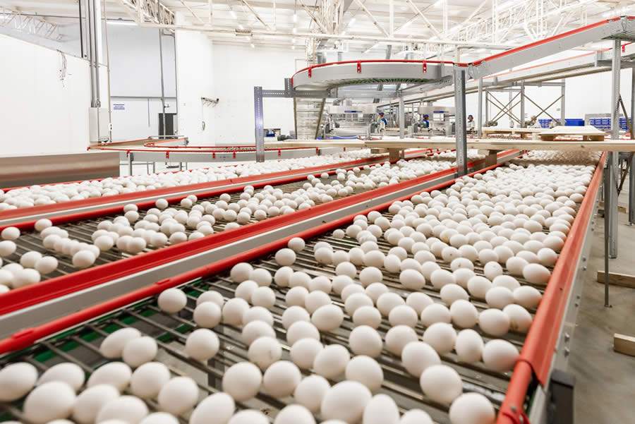 Katayama Alimentos participa de missão empresarial nos Emirados