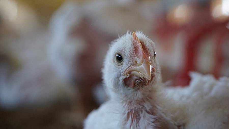 Tecnologias para evolução da produção avícola são destaques em evento promovido pela Phibro Saúde Animal
